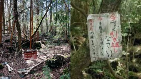 日本青木原树海