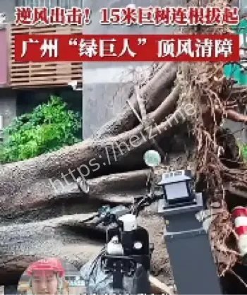 广州15米巨树台风连根拔起