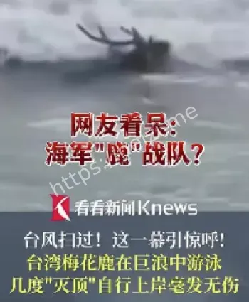 台湾梅花鹿台风游泳事件